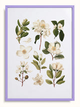 #lilac, lila