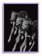 #lilac, lila