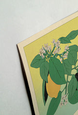 #black, unframed, siyah, çerçevesiz, natural, doğal, beyaz, white, mandarin, mandalina, crimson, kızıl, lilac, lila,green, yeşil
